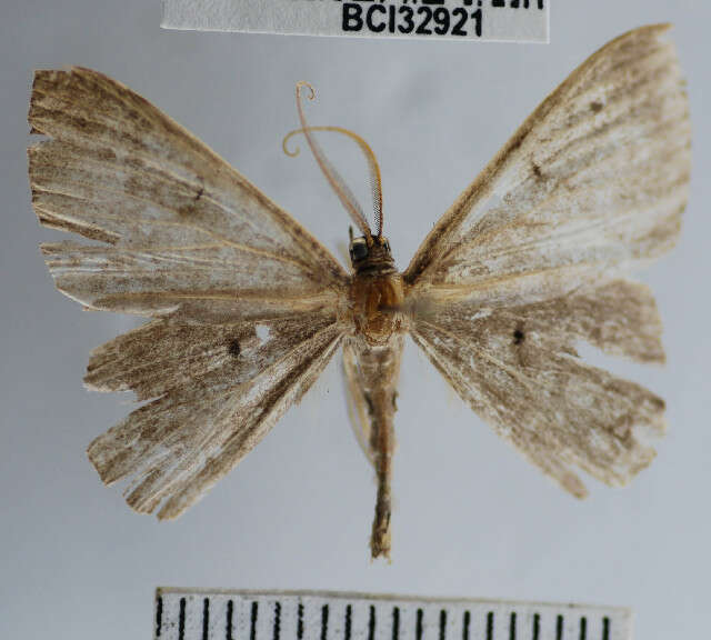 Plancia ëd Desmobathrinae_genus sp. 1YB