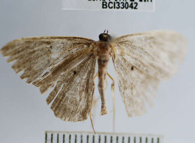 Plancia ëd Desmobathrinae_genus sp. 1YB