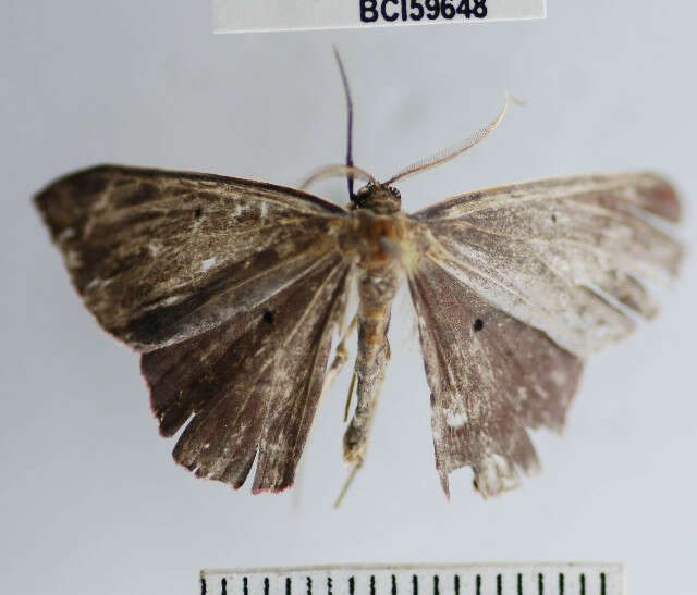 Plancia ëd Desmobathrinae_genus sp. 1YB