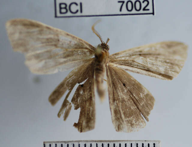 Plancia ëd Desmobathrinae_genus sp. 1YB