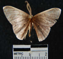 Plancia ëd Desmobathrinae_genus sp. 1YB