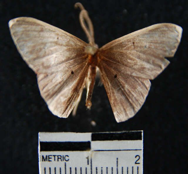 Plancia ëd Desmobathrinae_genus sp. 1YB