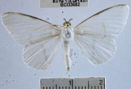 Image of Perigramma repetita Warren 1905