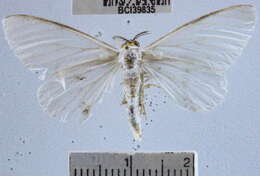 Image of Perigramma repetita Warren 1905