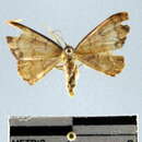 Image of Semaeopus ambagifera Warren 1897