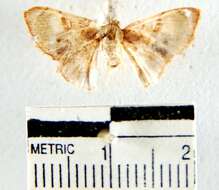 Слика од Hemipterodes rotundata Dognin 1911