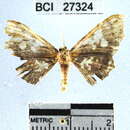 Image of Geometridae_incertae_sedis sp. 96YB