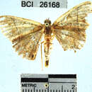 Image of Geometridae_incertae_sedis sp. 97YB