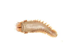 Image of Pectinariidae