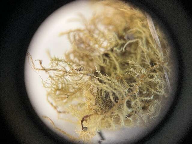 Image of Brachythecium moss family