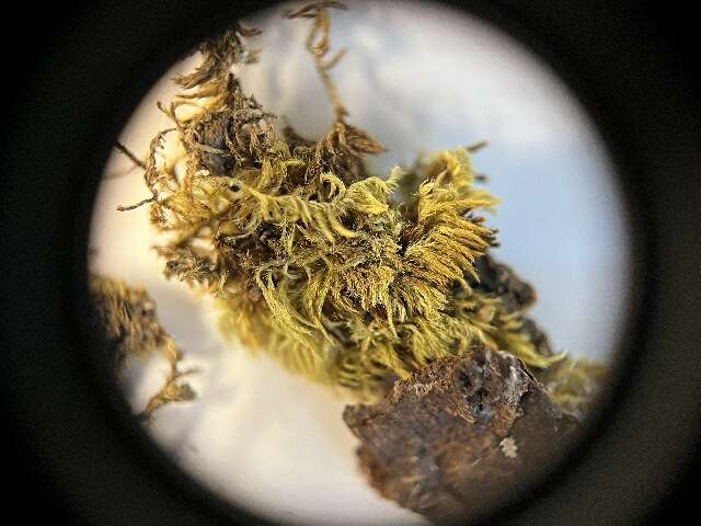 Image of Brachythecium moss family