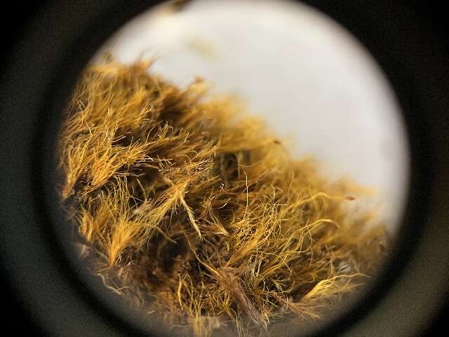 Image of dicranella moss