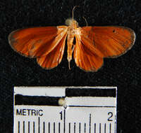 Plancia ëd Eudulophasia invaria Walker 1854