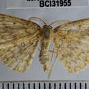 Image of <i>Cyclophora urcearia</i>