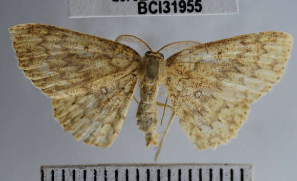 Image of <i>Cyclophora urcearia</i>