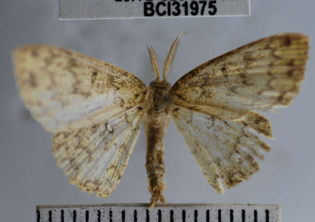 Image of <i>Cyclophora urcearia</i>