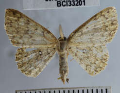 Image of <i>Cyclophora urcearia</i>