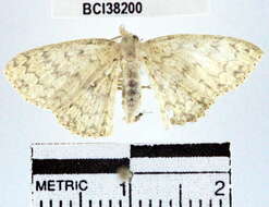 Image of <i>Cyclophora urcearia</i>