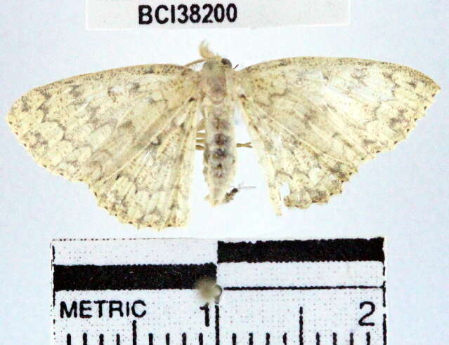 Image of <i>Cyclophora urcearia</i>