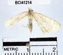 Image of <i>Cyclophora urcearia</i>