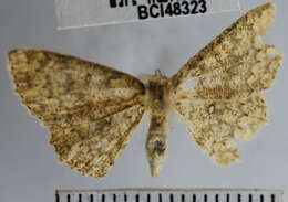 Image of <i>Cyclophora urcearia</i>