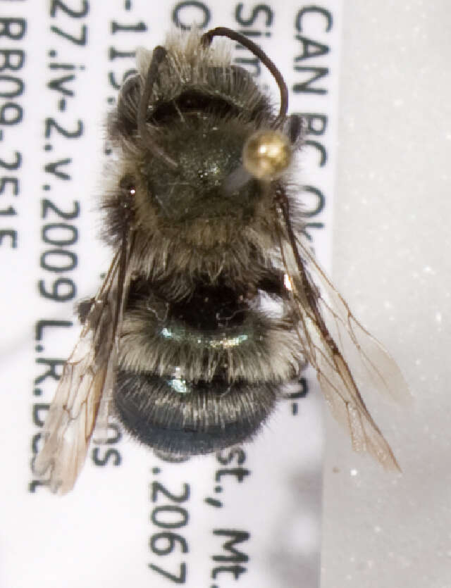 Image of Osmia montana Cresson 1864