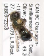 Image of Osmia montana Cresson 1864