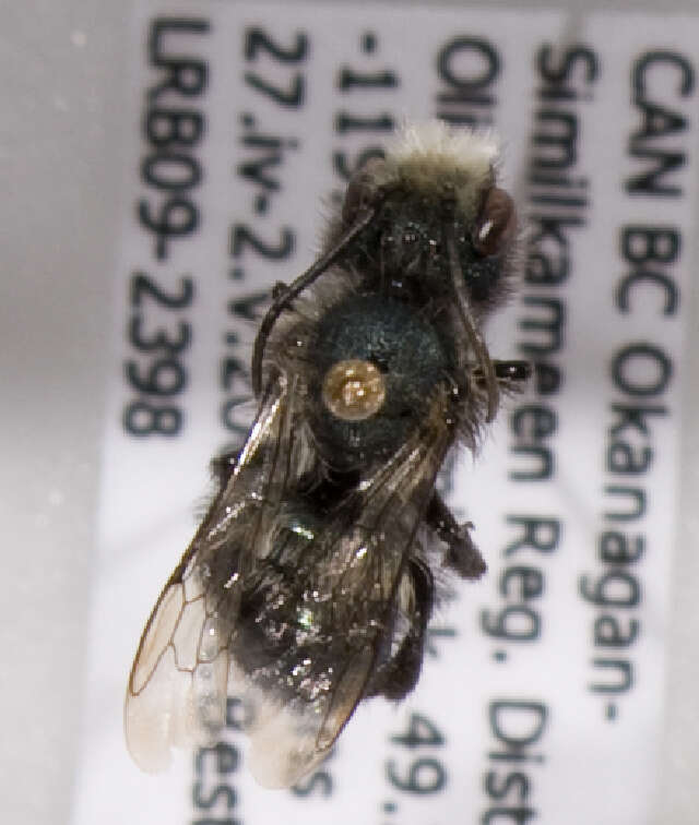 Image of Osmia montana Cresson 1864