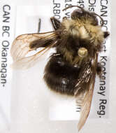 Слика од Bombus occidentalis occidentalis Greene 1858