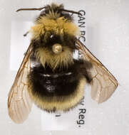 Слика од Bombus occidentalis occidentalis Greene 1858