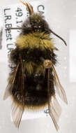 Слика од Bombus occidentalis occidentalis Greene 1858