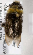 Слика од Bombus occidentalis occidentalis Greene 1858