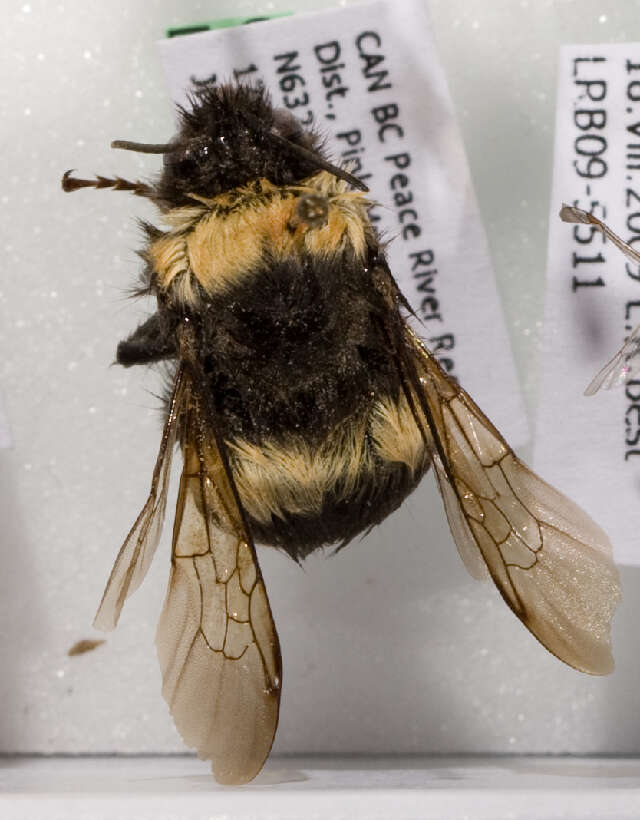 Image of Bombus kirbiellus Curtis 1835