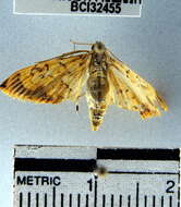 Portentomorpha xanthialis Guenée 1854 resmi