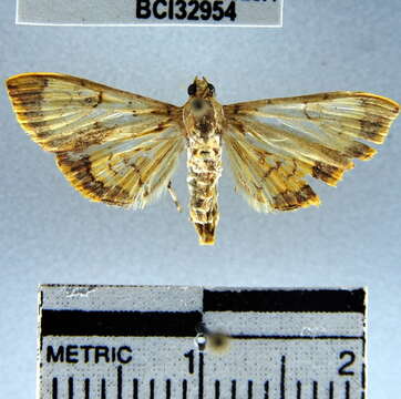 Image of Portentomorpha xanthialis Guenée 1854