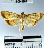 Portentomorpha xanthialis Guenée 1854 resmi