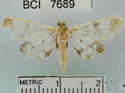 Image of Pilocrocis