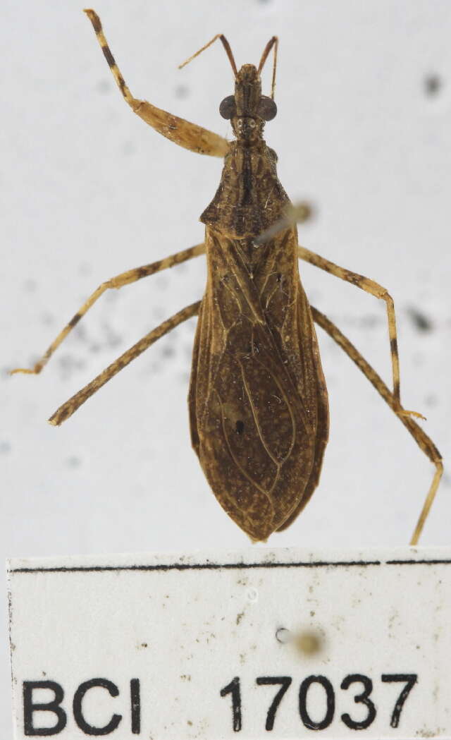 Image of Biota