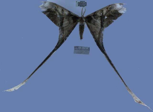 Image of Copiopteryx semiramis (Cramer 1775)