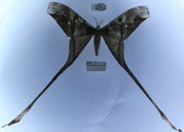 Image of Copiopteryx semiramis (Cramer 1775)