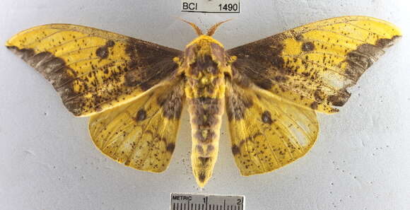 Image of Eacles imperialis decoris Rothschild 1907