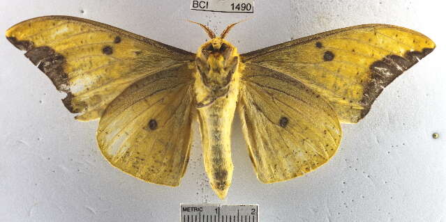 Image of Eacles imperialis decoris Rothschild 1907