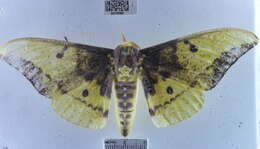 Image of Eacles imperialis decoris Rothschild 1907