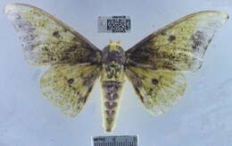 Image of Eacles imperialis decoris Rothschild 1907