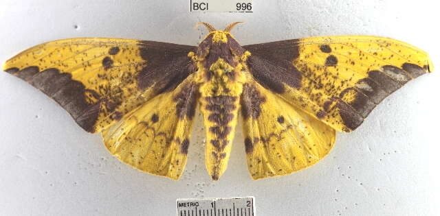 Image of Eacles imperialis decoris Rothschild 1907