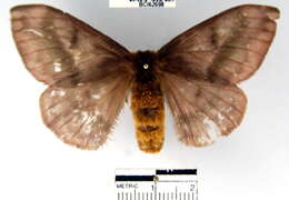 Image of Hylesia umbrata (Schaus 1911)