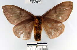 Image of Hylesia umbrata (Schaus 1911)