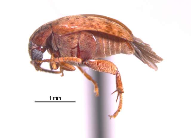 Image of Amblycerus