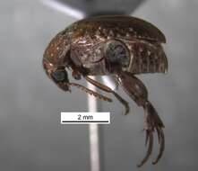 Image of Amblycerus