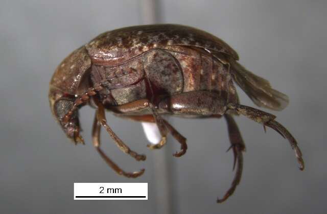 Image of Amblycerus